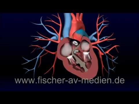 Wie Bluthochdruck bei älteren Menschen zu behandeln Komplikation der Hypertonie Kreuzworträtsel
