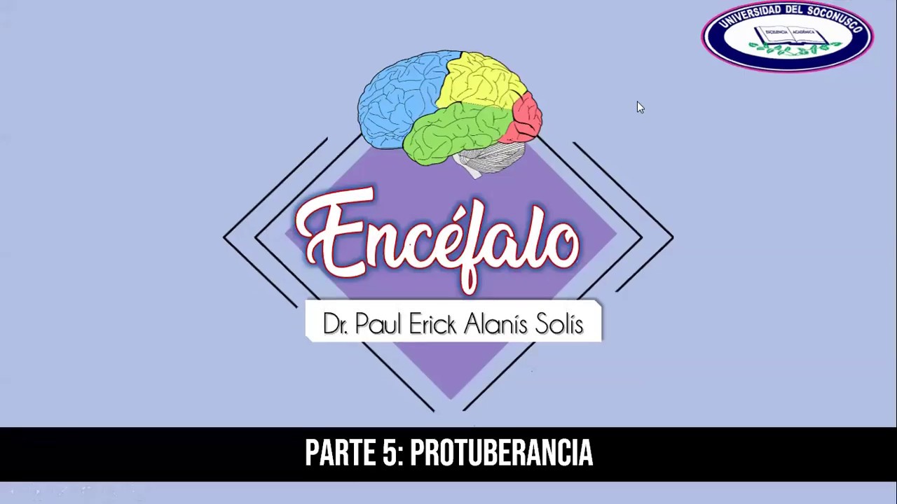 Encéfalo 5 - Protuberancia
