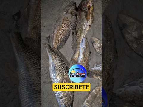 Pesca Extrema en las Toscas, pescando corvinas