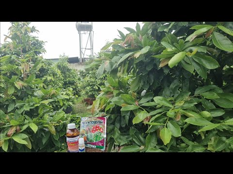 Phòng bệnh cho cây sau những ngày mưa bão giúp cây luôn xanh khỏe.