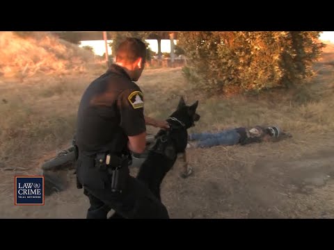 25 Wildest Police Moments Caught on Camera — The Ultimate Collection
