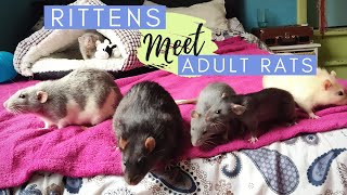 How to INTRODUCE RATS safely // my baby rats meet my adult rats | DIY Pets & Life