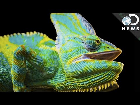 變色龍是如何變色的？ (How Do Chameleons Change Colors?)