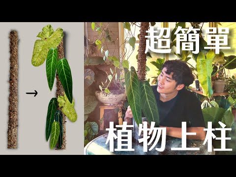 攀爬植物