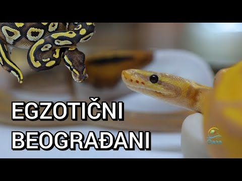 Oaza ep. 14   -Egzotični Beograđani -  Zmije