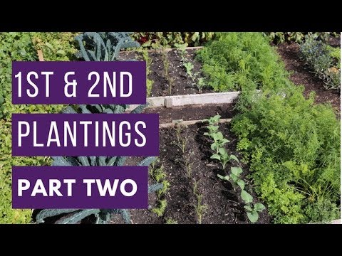 1st & 2nd plantings PART TWO