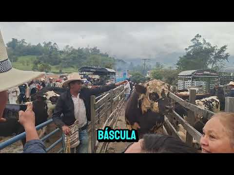 El mas pesado de la feria ganadera en Úmbita Boyacá. 