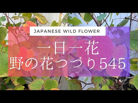 凍らない屋外植物：秋に植える10種以上  庭園