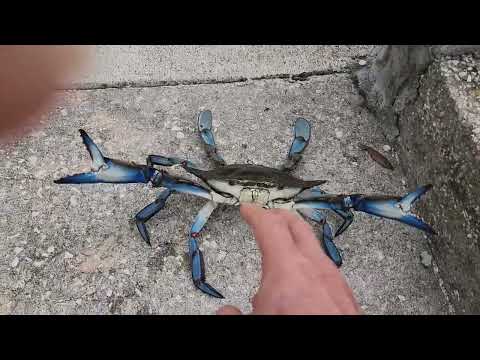 Blue Crab bites man's finger off