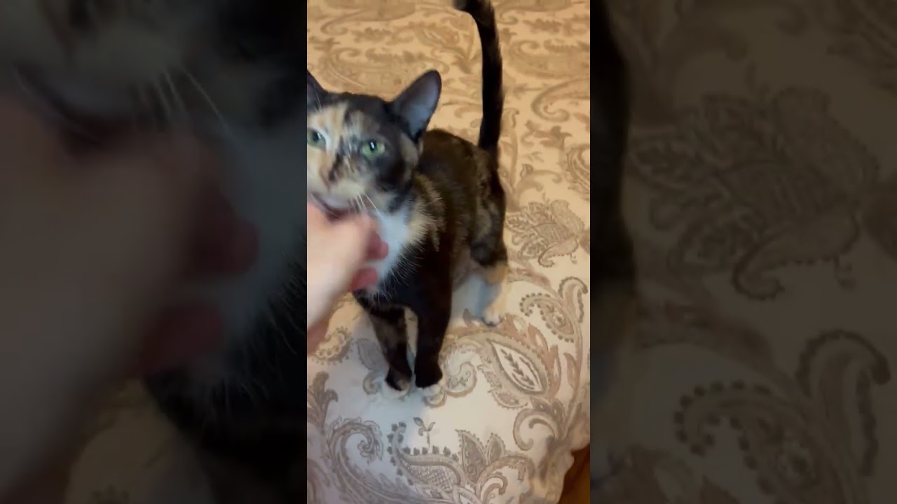 Meadow, a Adoptable mixed breed in New York, NY video 2/3