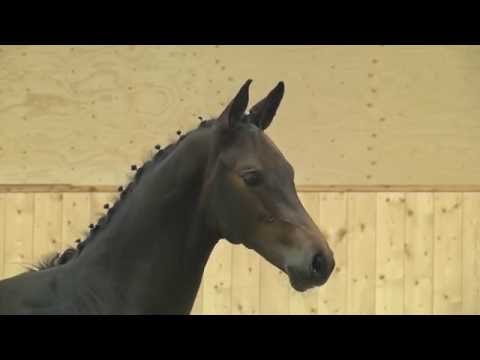 Holsteiner Fohlenauktion 2016 in Behrendorf - Nr. 40 v. Sandro Boy - Cassini I