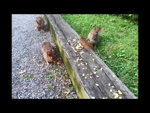 BOOM! Troy the Chipmunk takes out rabbit with slow motion replay!