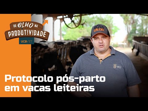 , title : 'DE OLHO NA PRODUTIVIDADE -  PROTOCOLO PÓS-PARTO EM VACAS LEITEIRAS'