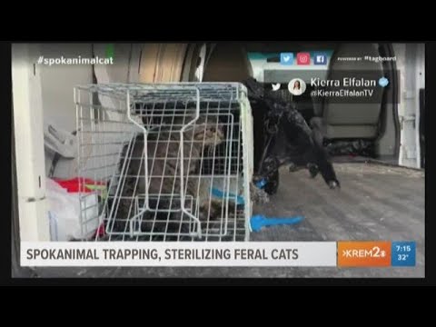 Spokane coalition aims to rehabilitate hundreds of feral cats