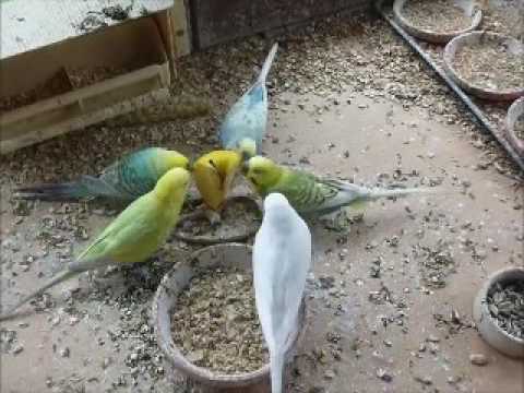 2017 07 11 Apfel im Wellibüro