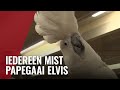 Papegaai Elvis zit al maanden verplicht in papegaaienhotel