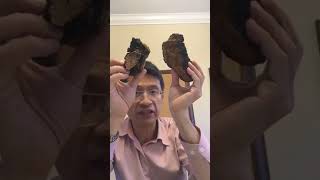 170819如何調節免疫系統?