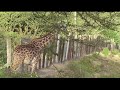 KnowZone Std 6 Wild Zone