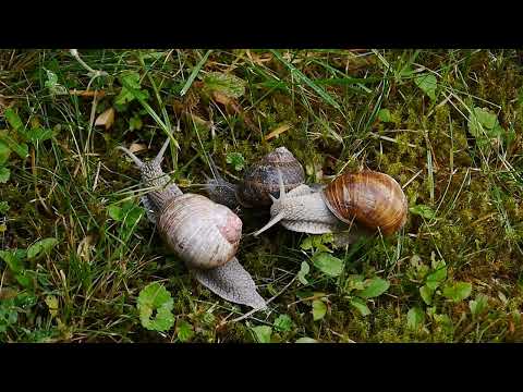 2022 06 05 Schnecken Pfingsten