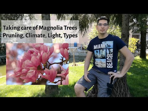 How to tend and care for your Magnolia tree at home - Lawyer's garden