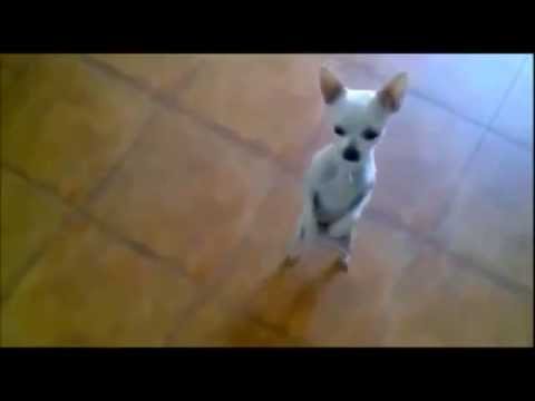 Funny Dancing Dogs Compilation