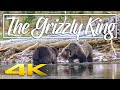 The Grizzly King Giant Grizzlies Fighting In Yellowstone National Park 4K