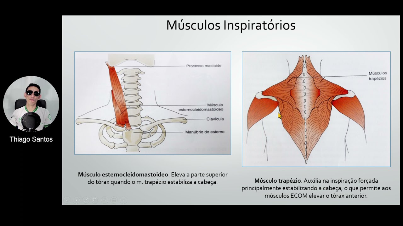 Anatomia do Tórax #3 - Músculos do tórax