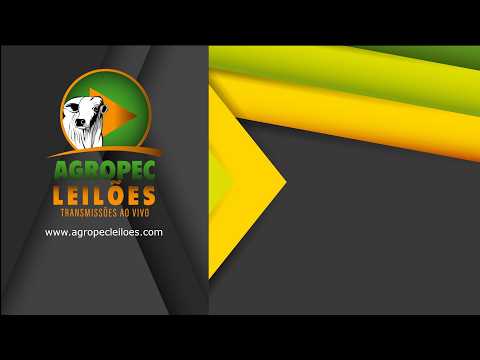 Agropecleiloes.com - AO VIVO - LEILÃO GADO DE CORTE | TERRA PRÓSPERA LEILÕES-ALVORADA-TO 14/05/2026