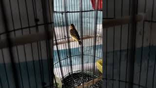 Download lagu memilih anakan manyar jantan #burung mp3 Download lagu memilih anakan manyar jantan #burung mp3