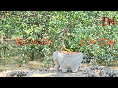 ĐI BỨNG CÂY DẠI LÀM BONSAI #92