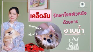 เคล็ดลับรักษาโรคผิวหนังเรื้อรังในสุนัขและแมว ด้วยการอาบน้ำ