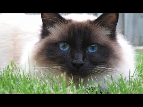 8 Pros and Cons of Owning a Birman Cat🤔
