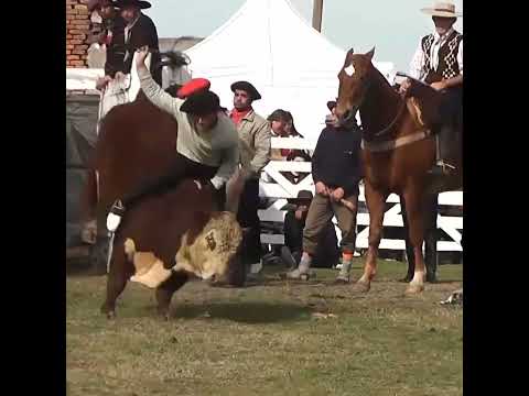 Monta de Toros en Los Naranjos Hasenkamp Entre Ríos Parte 3