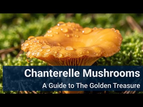 Chanterelle Mushrooms: A Guide to The Golden Treasure