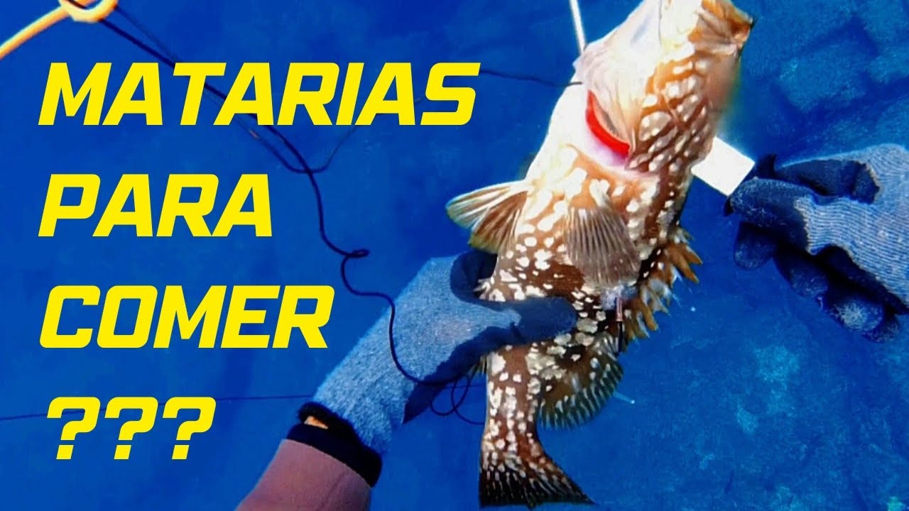 This is how we get our food spearfishing underwater fishing