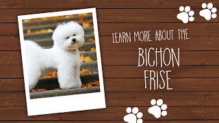 Bichon Frise