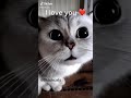Mau Mau GautamRTXgaming
