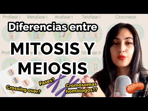 Diferencias entre MITOSIS Y MEIOSIS 🦠🧫 (+ cuadro comparativo)