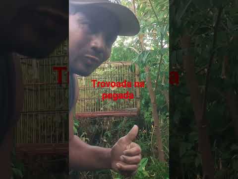 pipira de Augusto Corrêa Pará