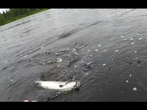 4th Atlantic Salmon Of 5 Hooked For The Day - Gander River July 25, 2015