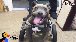 Rescued Pit Bull Puppy Runs For The First Time - CANTU | The Dodo Pittie Nation