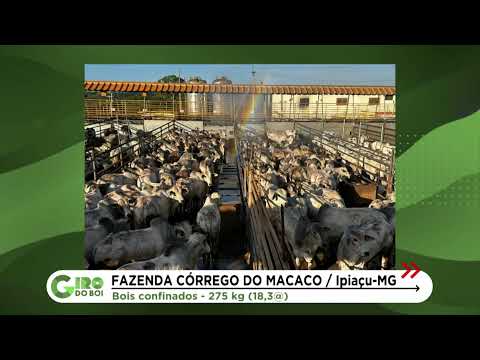 IPIAÇU (MG): BOIADA CONFINADA PRECOCE CHEGA A 18 ARROBAS; VEJA DETALHES