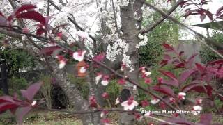 Early Spring Flowers with Russell Malone