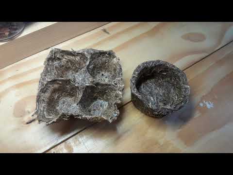 Innovation of Corn Husk Wastes into Biomaterial for Egg Packaging