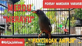 Download lagu Kicau Burung Poksay Mandarin Gacor     Full_Pancingan Ampuh  mp3