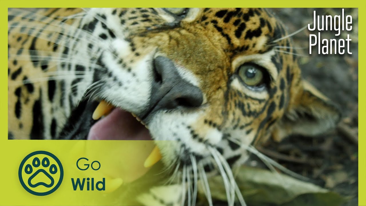 The Rainforests in the Clouds: Central America | Jungle Planet 12/26 | Go Wild