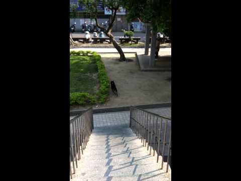 豬菲暴衝溜滑梯(原發表者:菲菲)(影片)