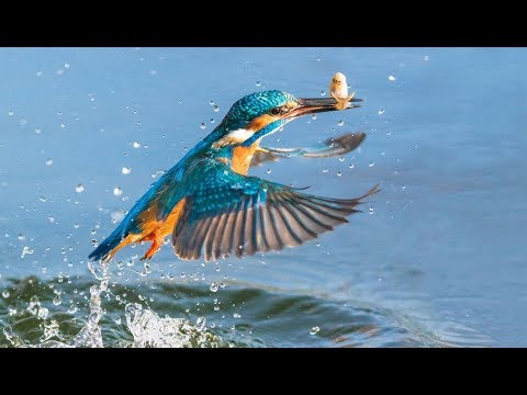 Martin, le meilleur pêcheur de la rivière !