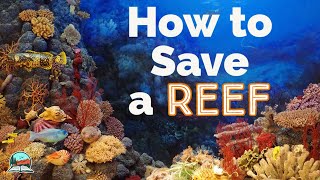 How  the Belize Barrier Reef is Being Brought Back to Life