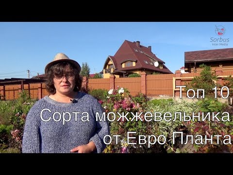 Топ 10.  Сорта можжевельника от Самойленко Натальи